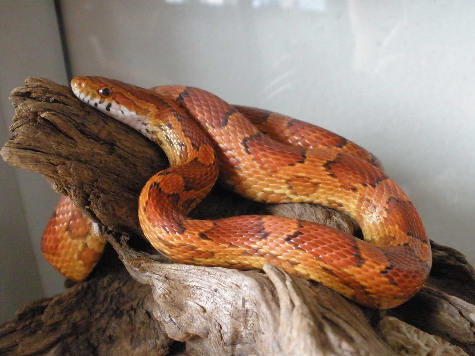 Pantherophis guttatus