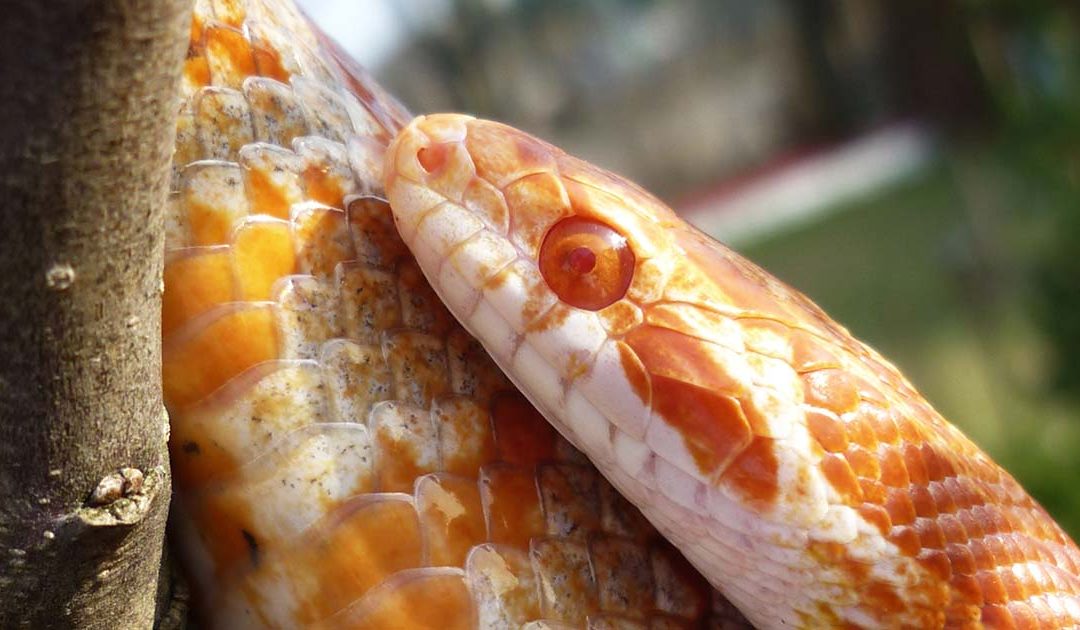 Pantherophis guttatus