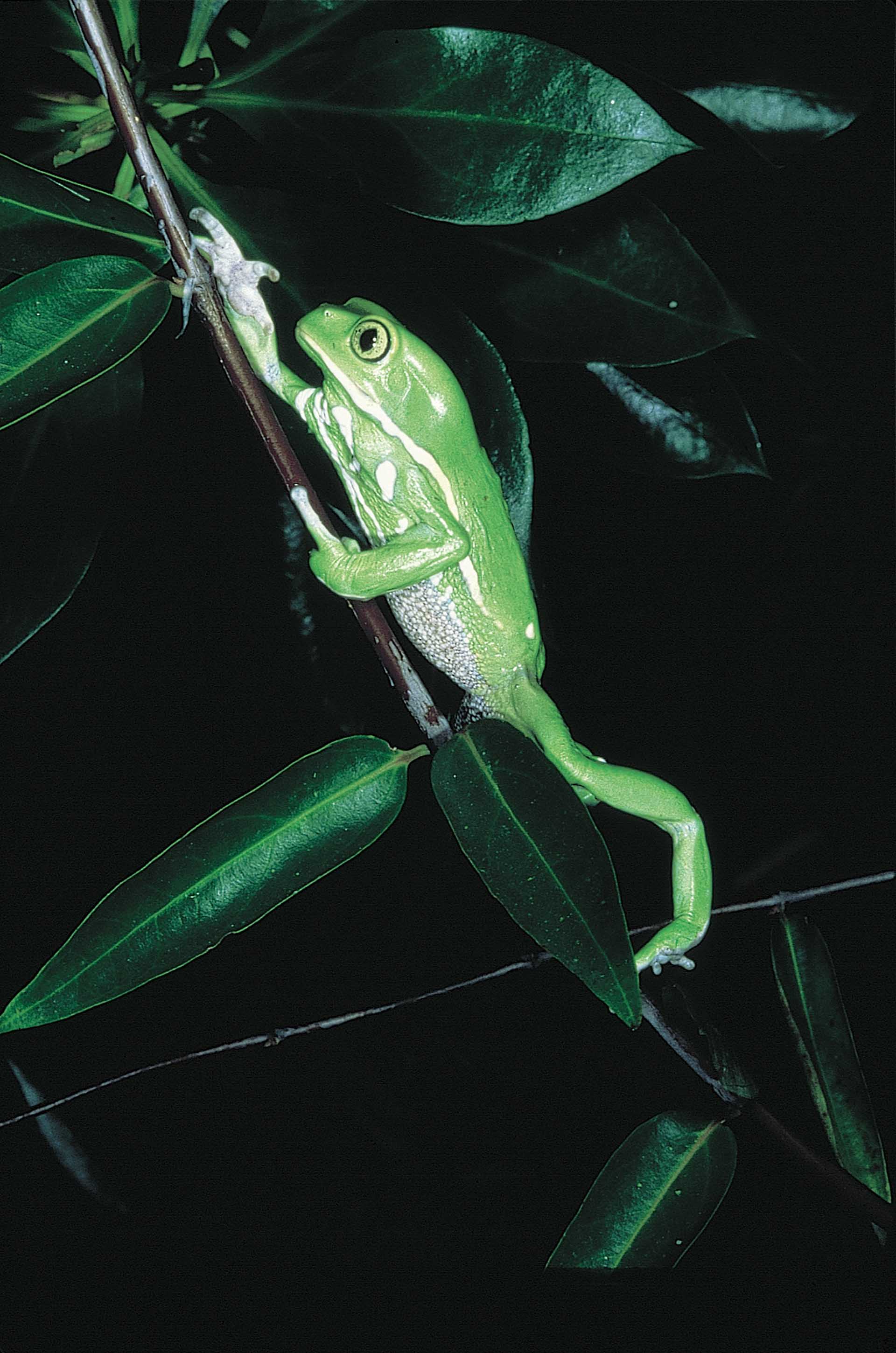 Phyllomedusa sauvagii
