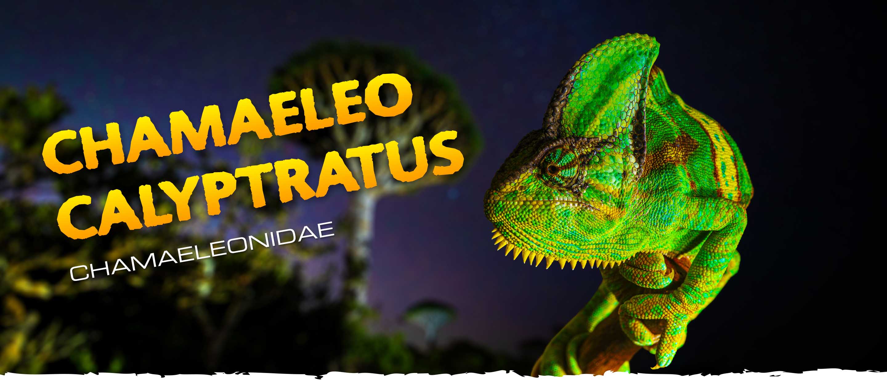 Chamaeleo calyptratus