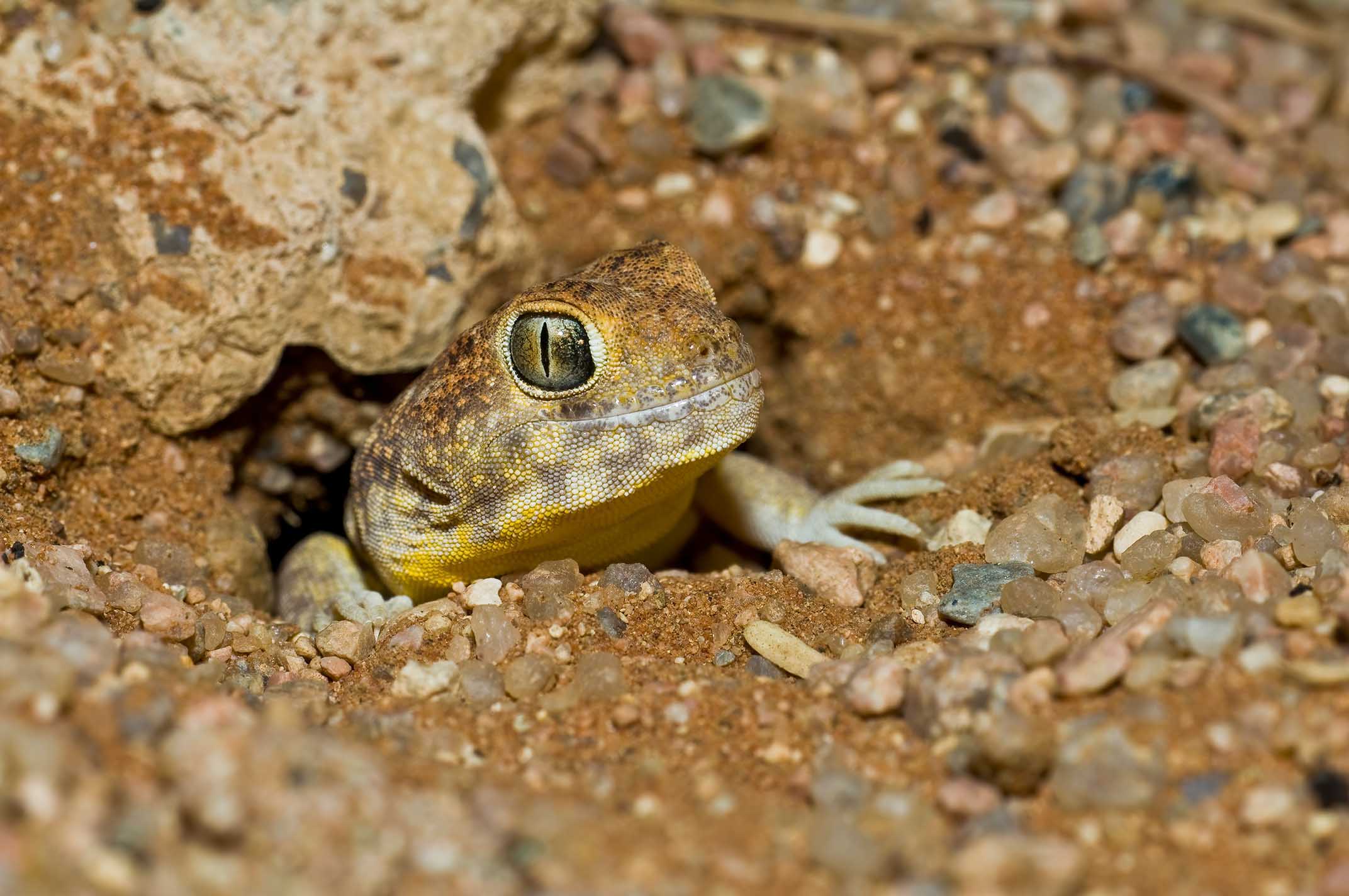 El gecko ladrador común, Ptenopus garrulus, construye extensos sistemas de túneles.