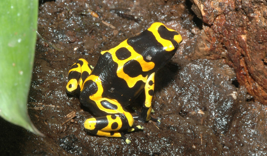 Dendrobates leucomelas