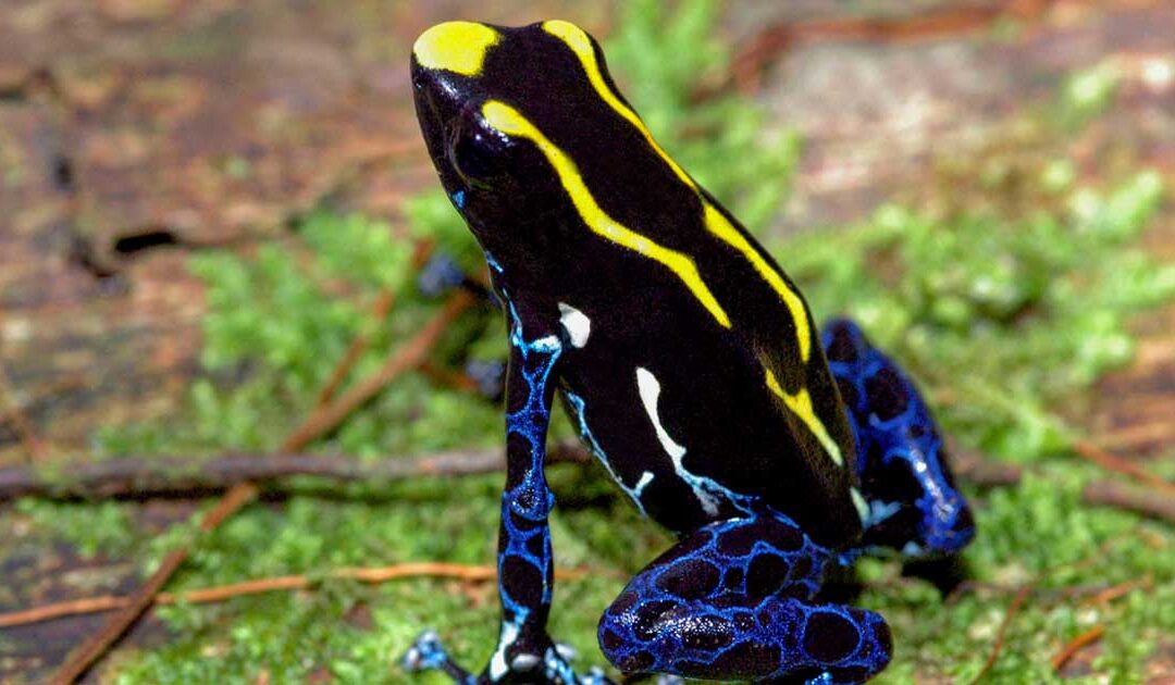 Dendrobates tinctorius