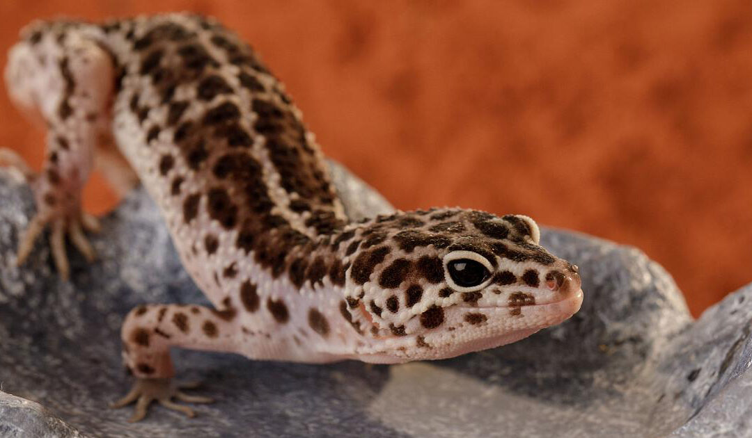 Eublepharis macularius