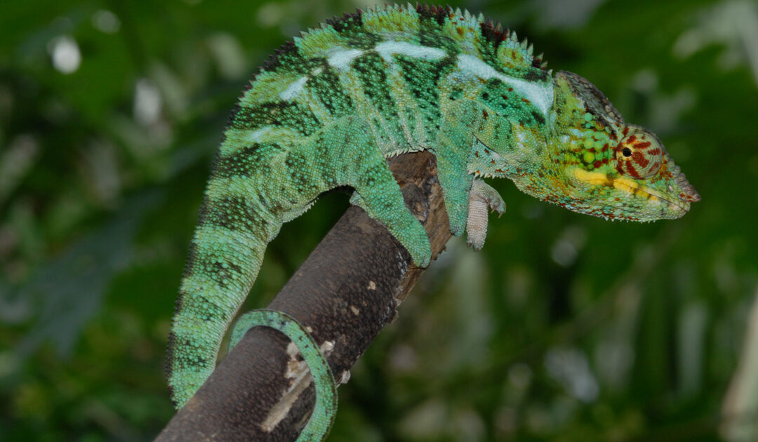 Furcifer pardalis