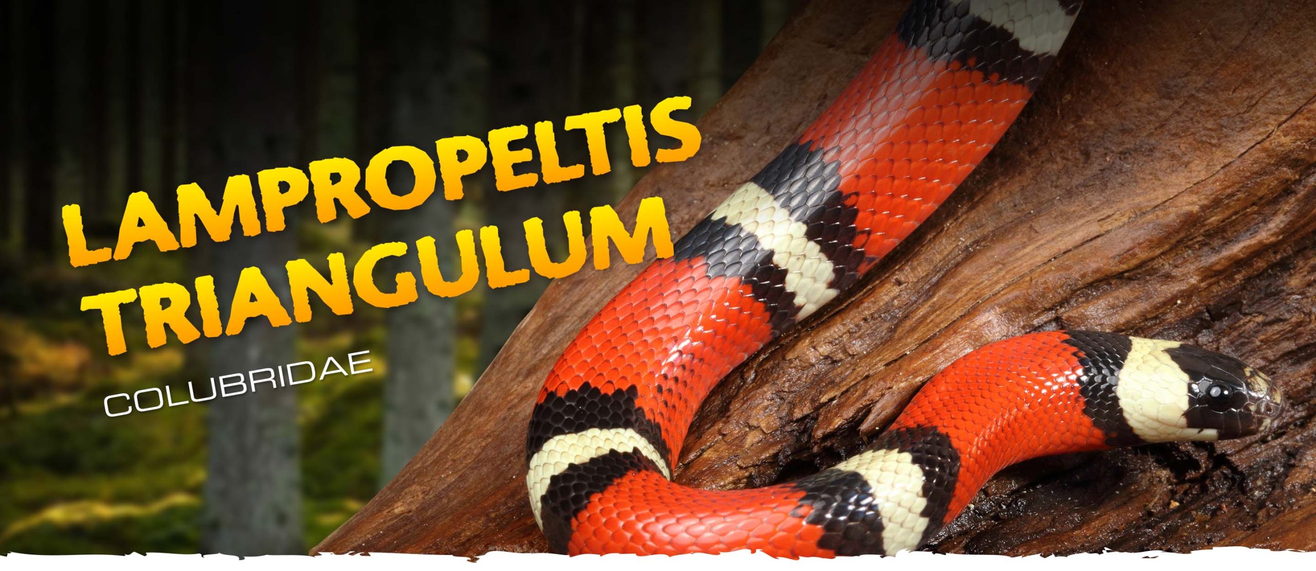 Lampropeltis triangulum