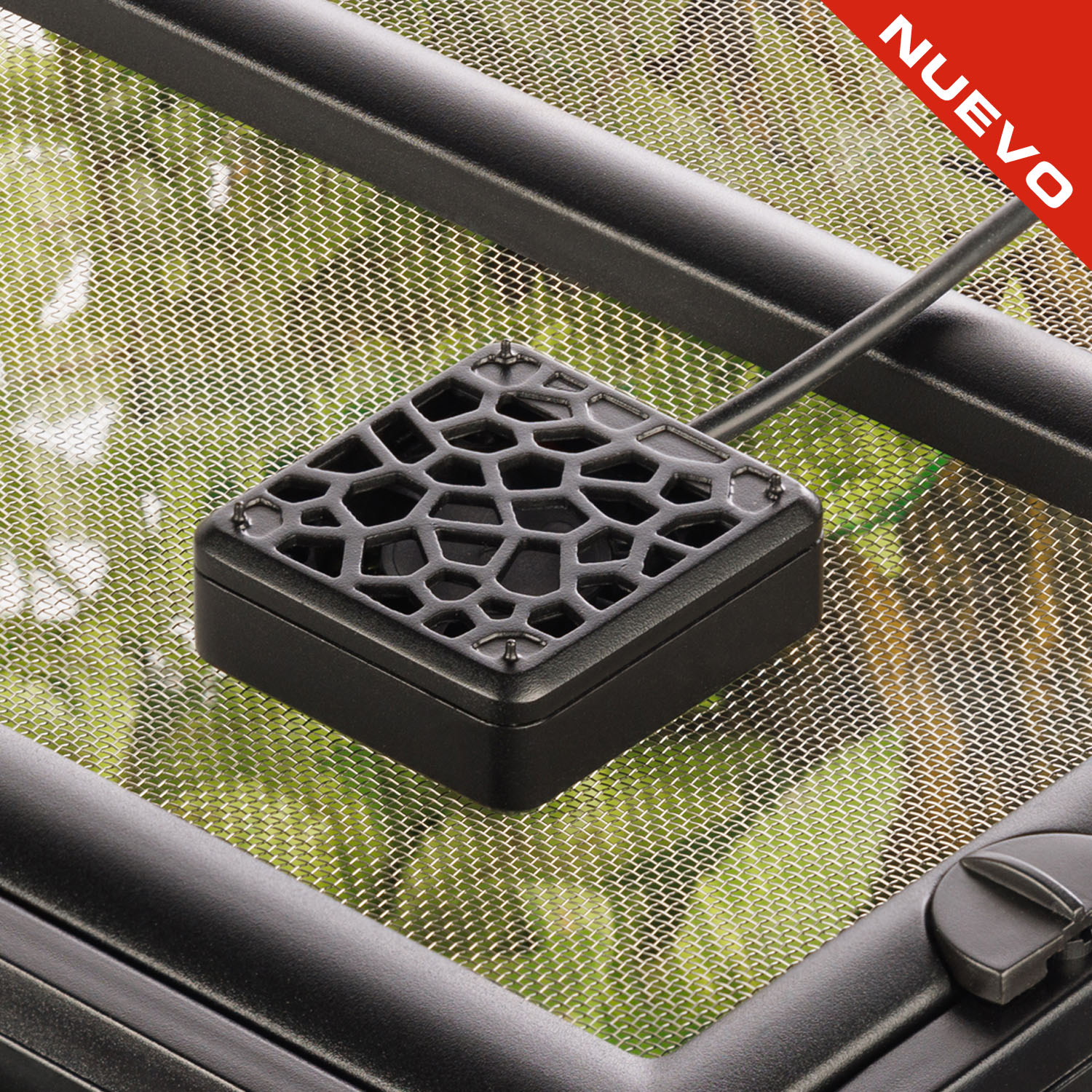 Chuckwalla (Sauromalus ater)