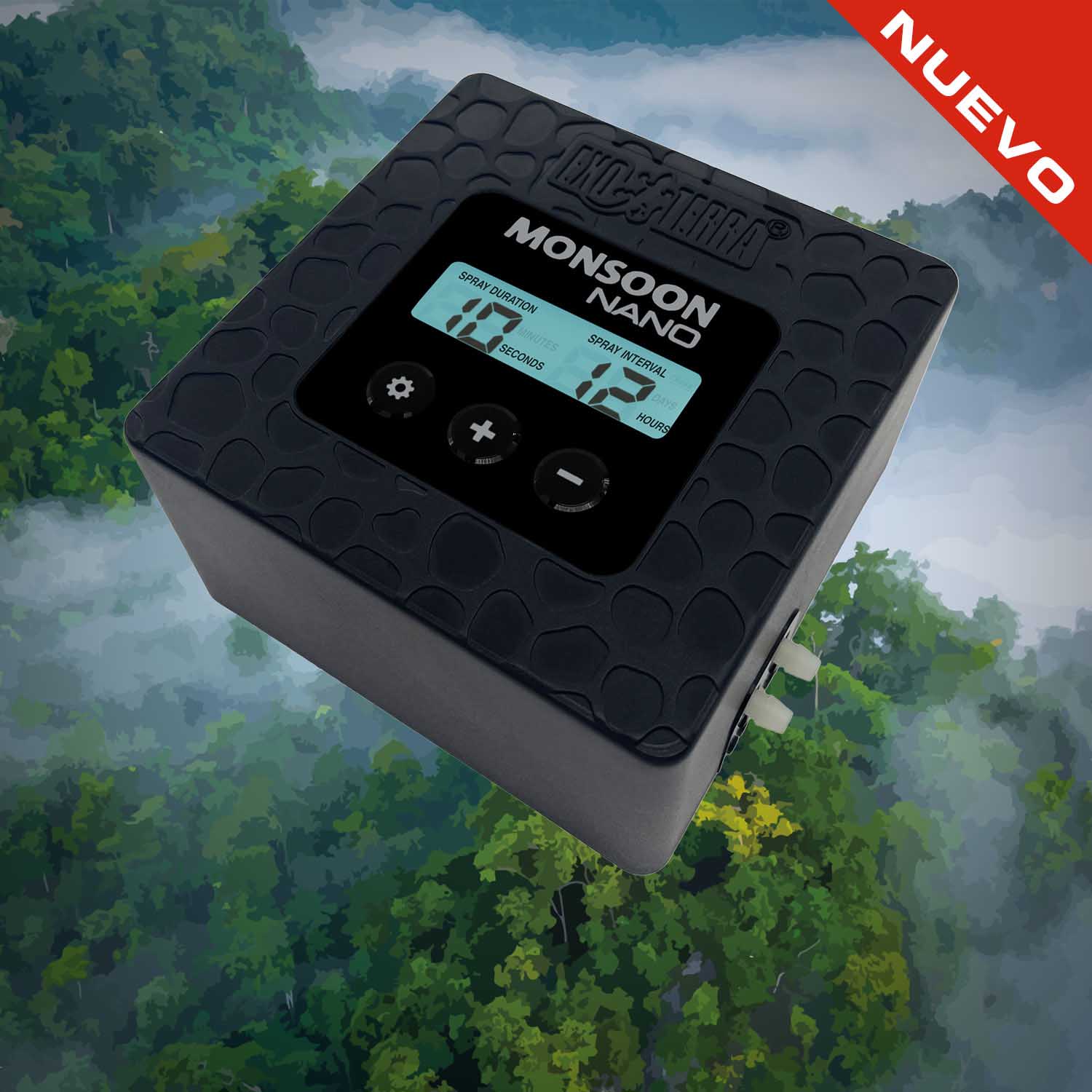 Chuckwalla (Sauromalus ater)