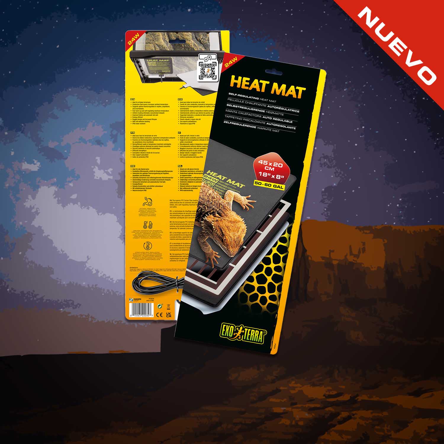 Chuckwalla (Sauromalus ater)