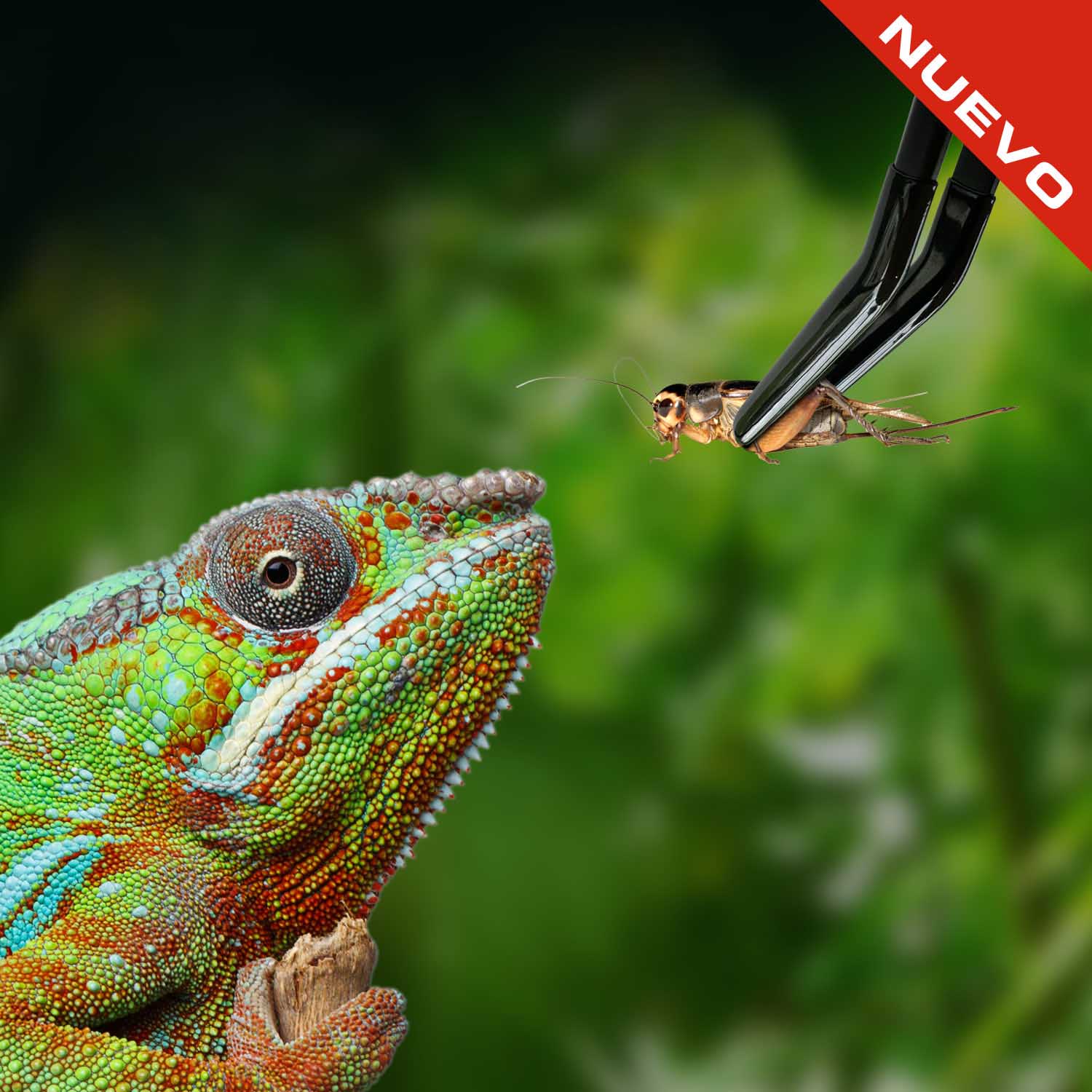 Chuckwalla (Sauromalus ater)