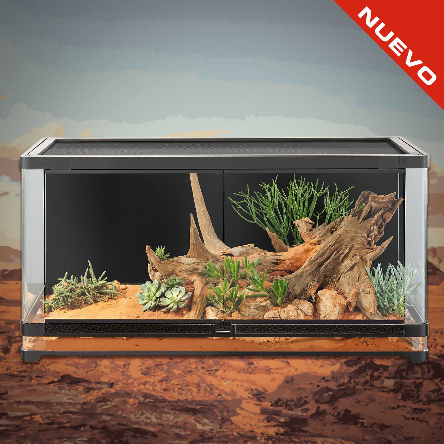 Chuckwalla (Sauromalus ater)