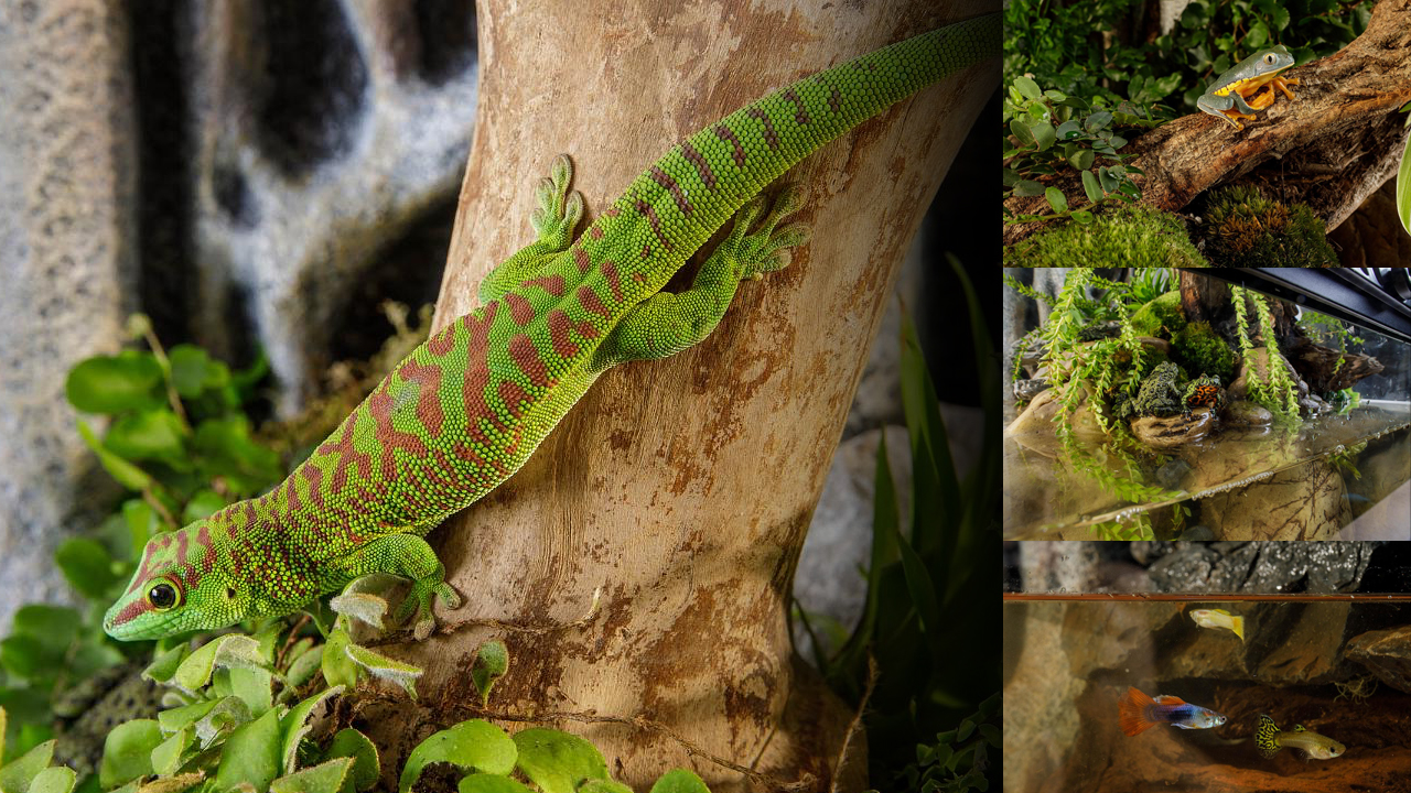 Paludarium_animals