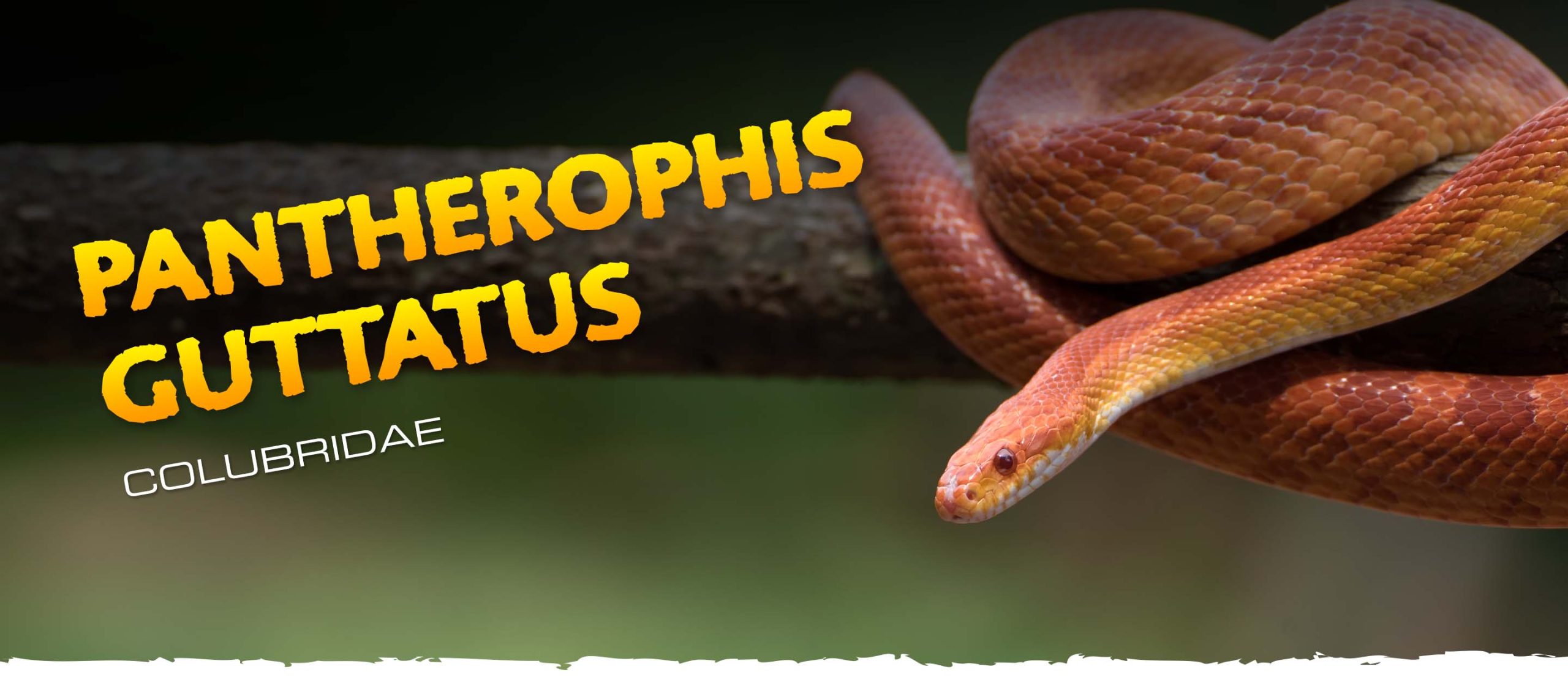Pantherophis guttatus