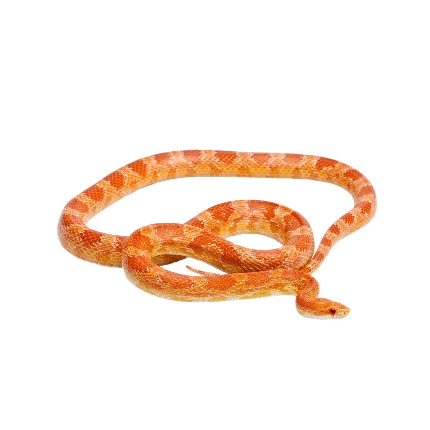 Pantherophis guttatus