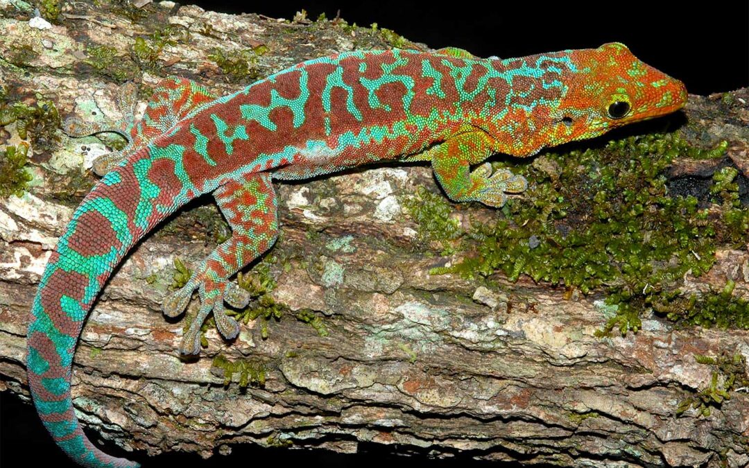 Redescubriendo El Phelsuma Borbonica