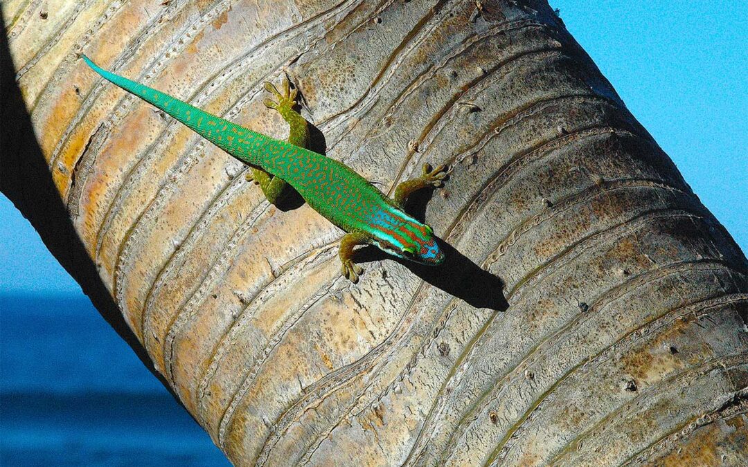 El Mundo Único Del Phelsuma inexpectata