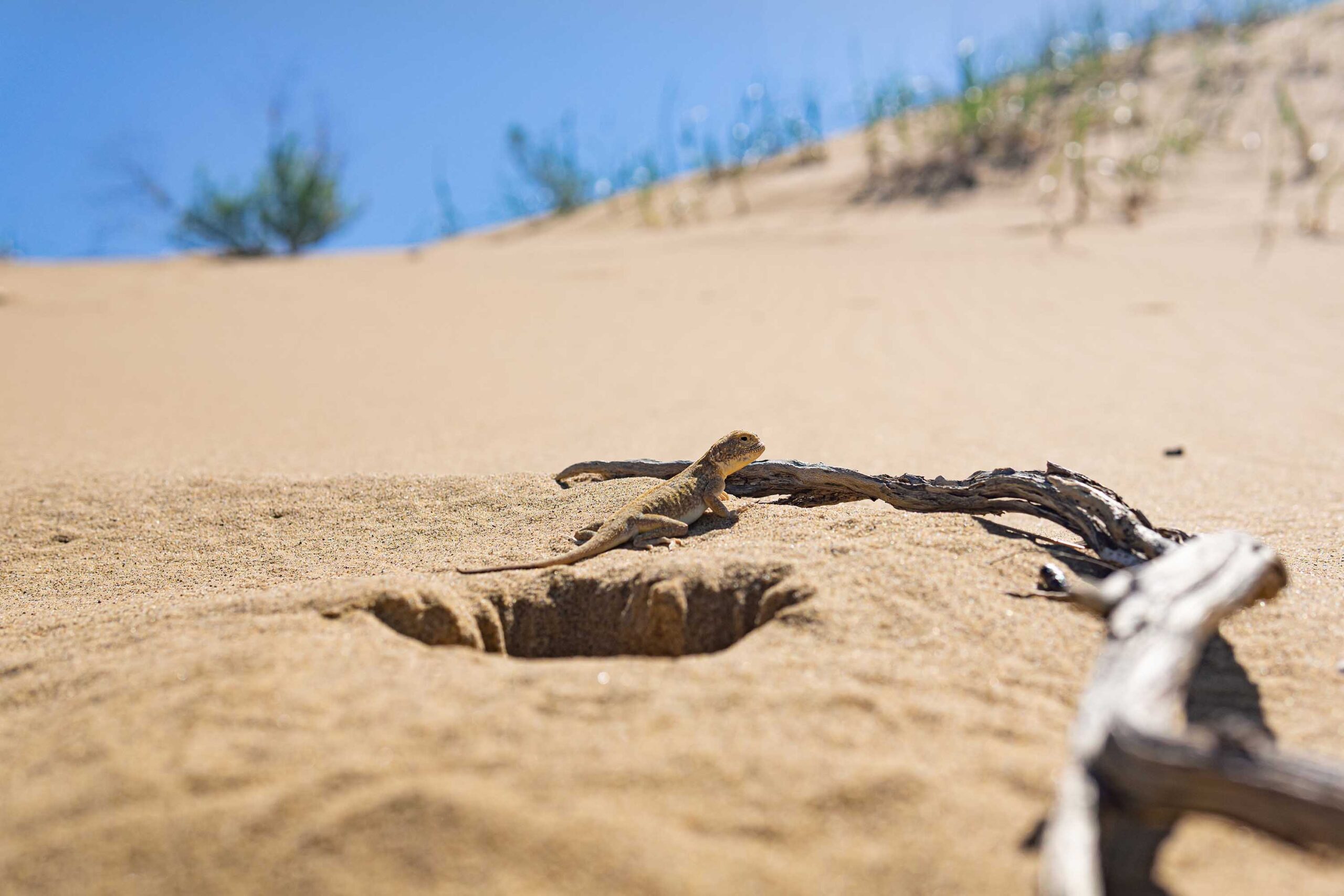 Agama de cabeza de sapo secreto, Phrynocephalus mystaceus, cerca de su madriguera en las dunas de Sary-Kum, Daguestán, Rusia