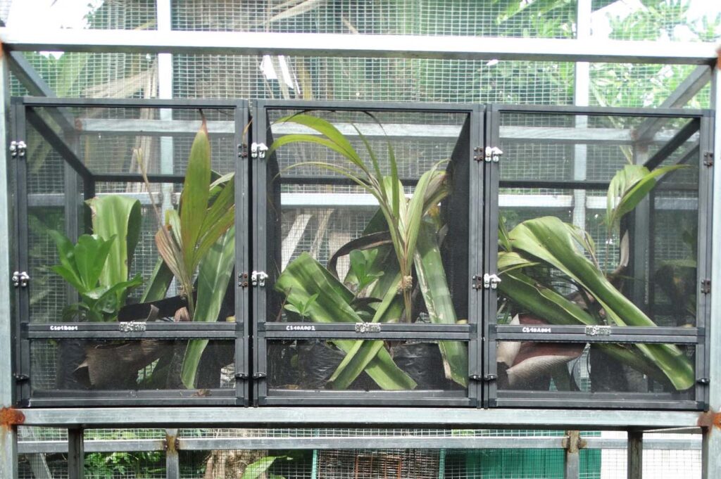 Un Salvavidas Para El Phelsuma Inexpectata