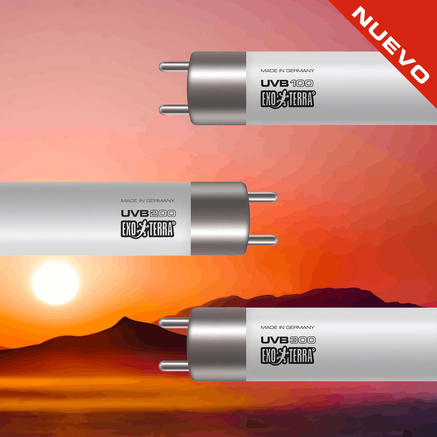 Chuckwalla (Sauromalus ater)