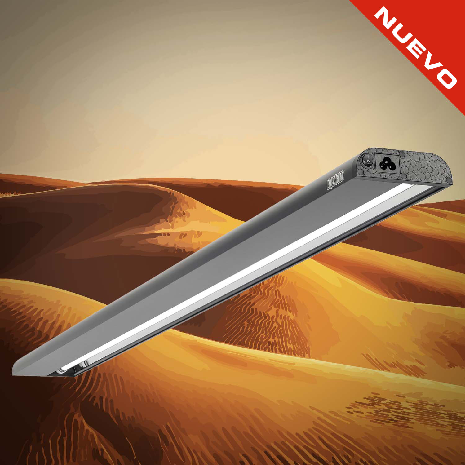 Chuckwalla (Sauromalus ater)