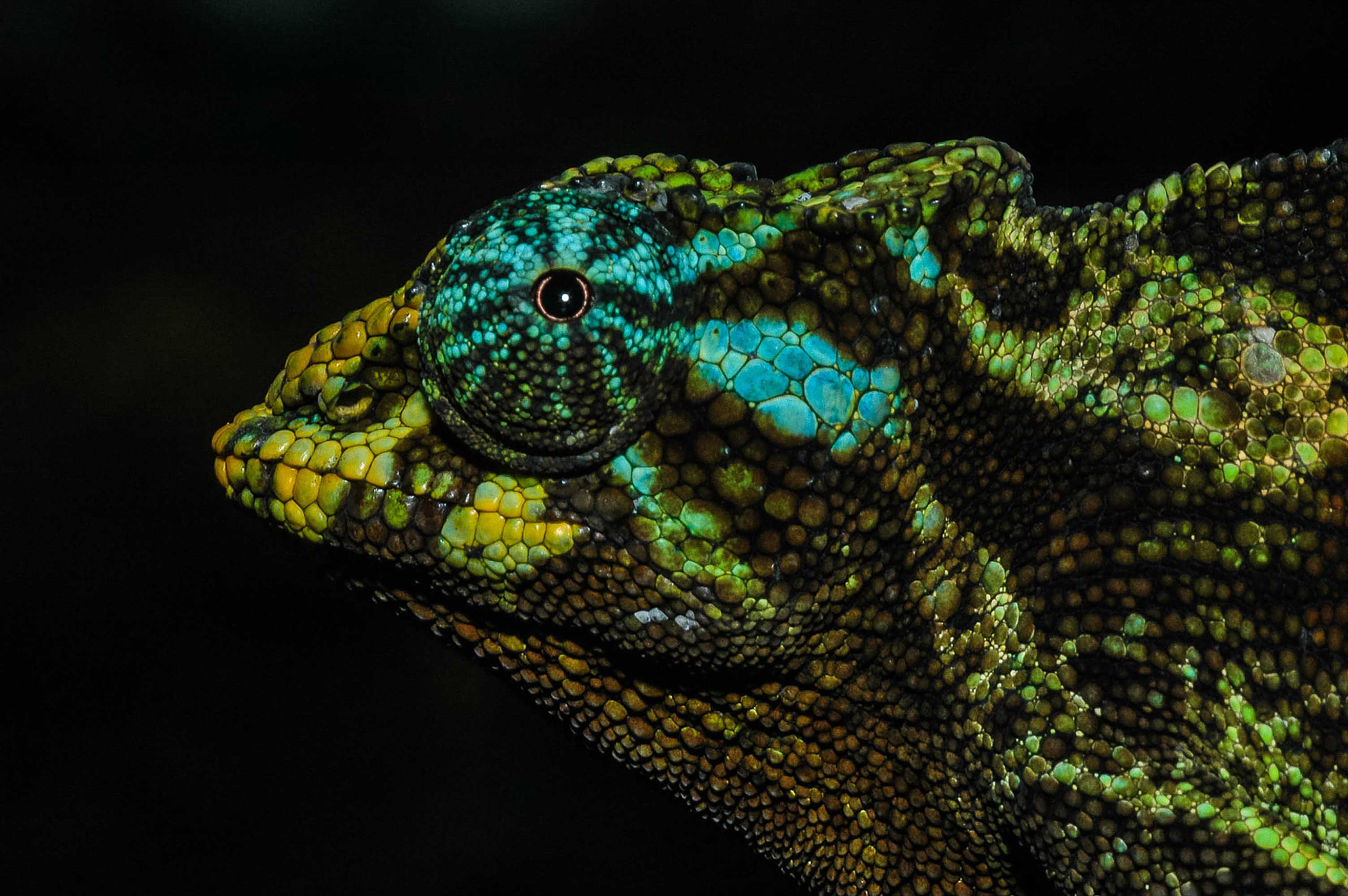 La Selva Impenetrable De Bwindi