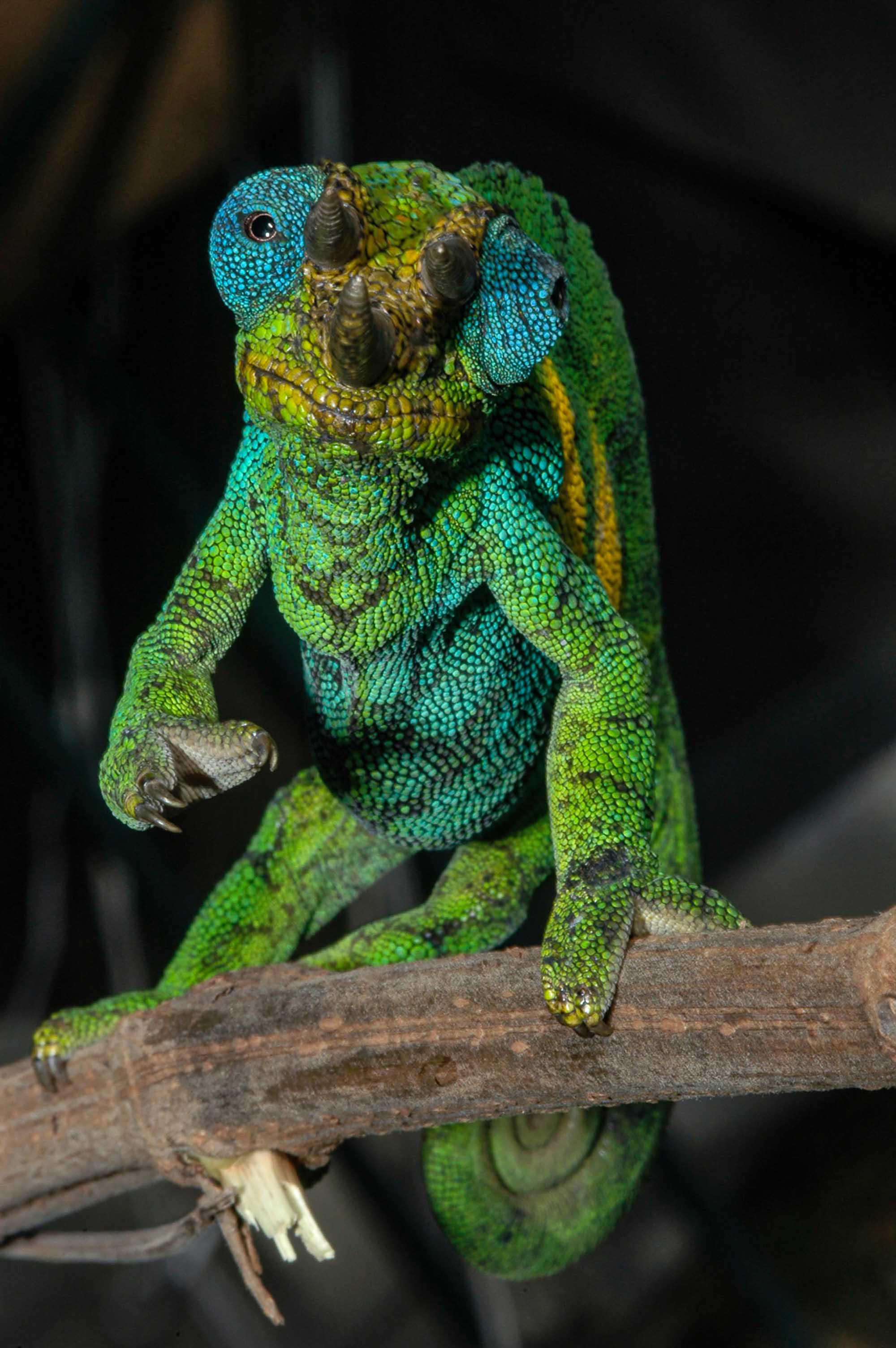 La Selva Impenetrable De Bwindi