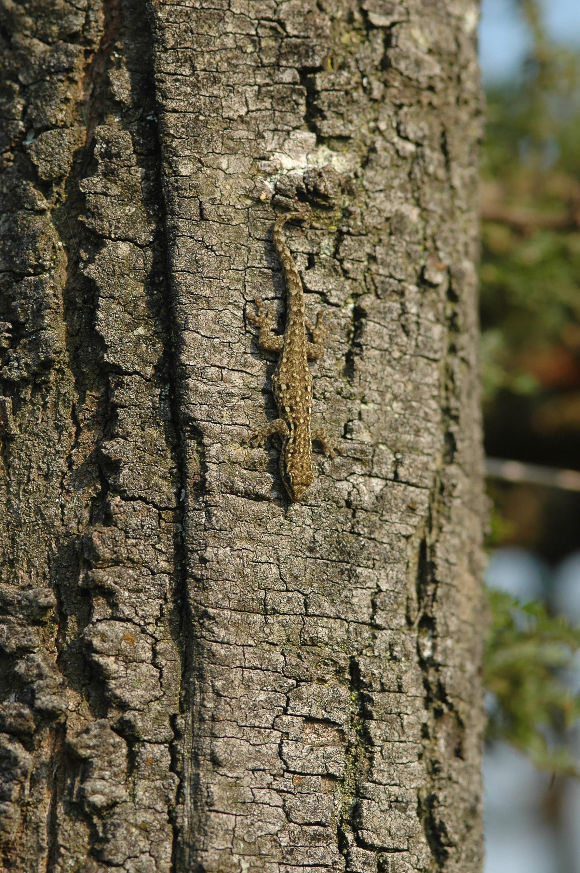 En La Frontera Con El Congo