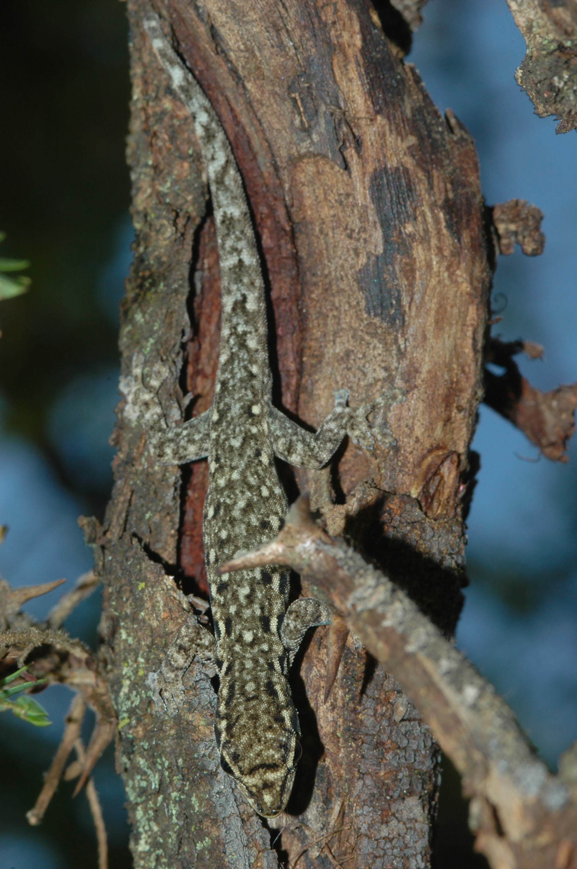 En La Frontera Con El Congo