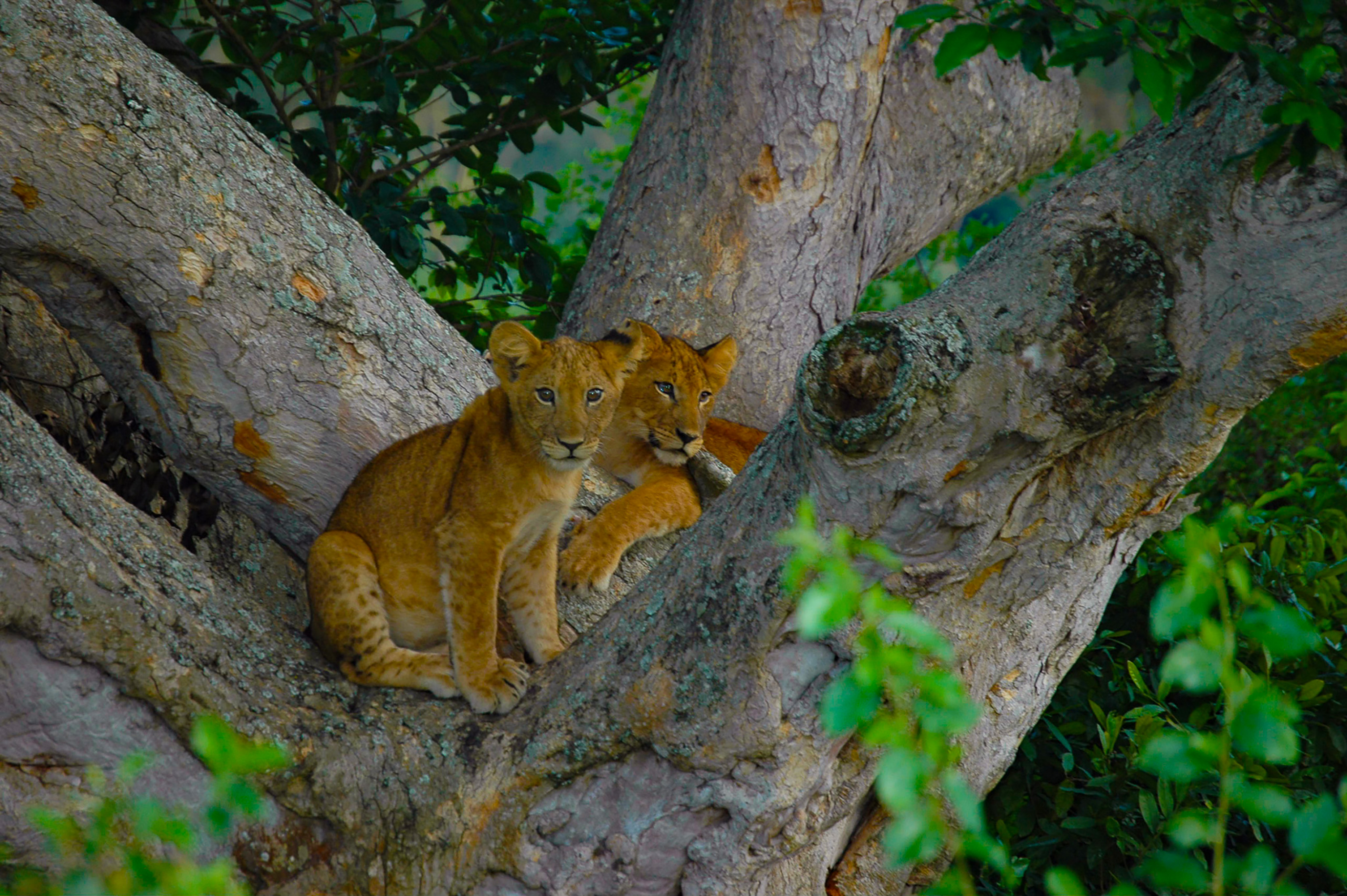 En La Frontera Con El Congo