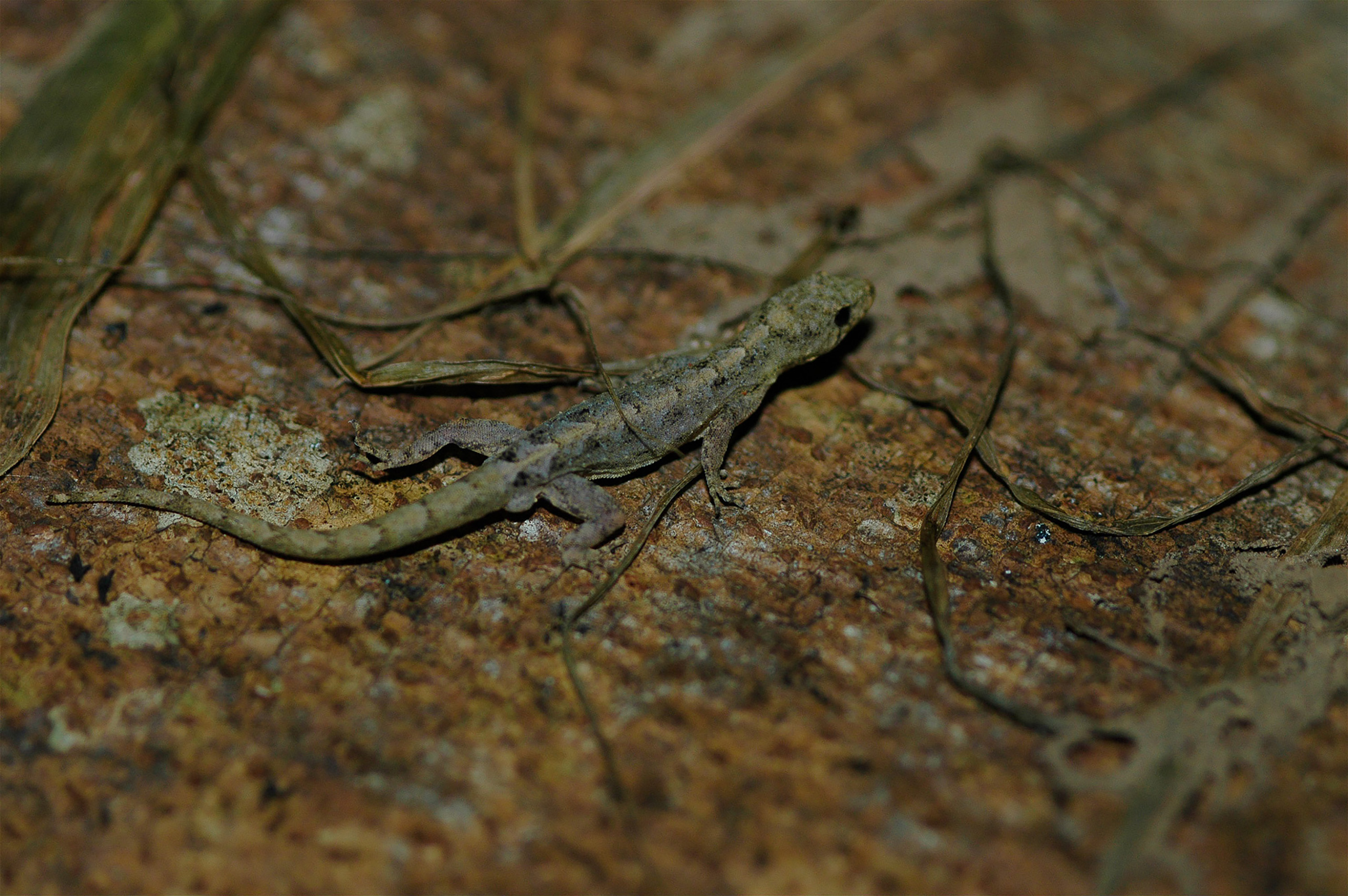 En La Frontera Con El Congo
