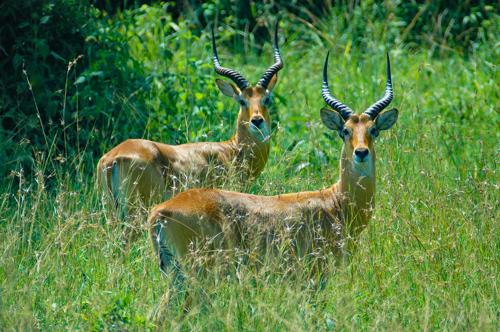 Viaje por el PN Reina Isabel