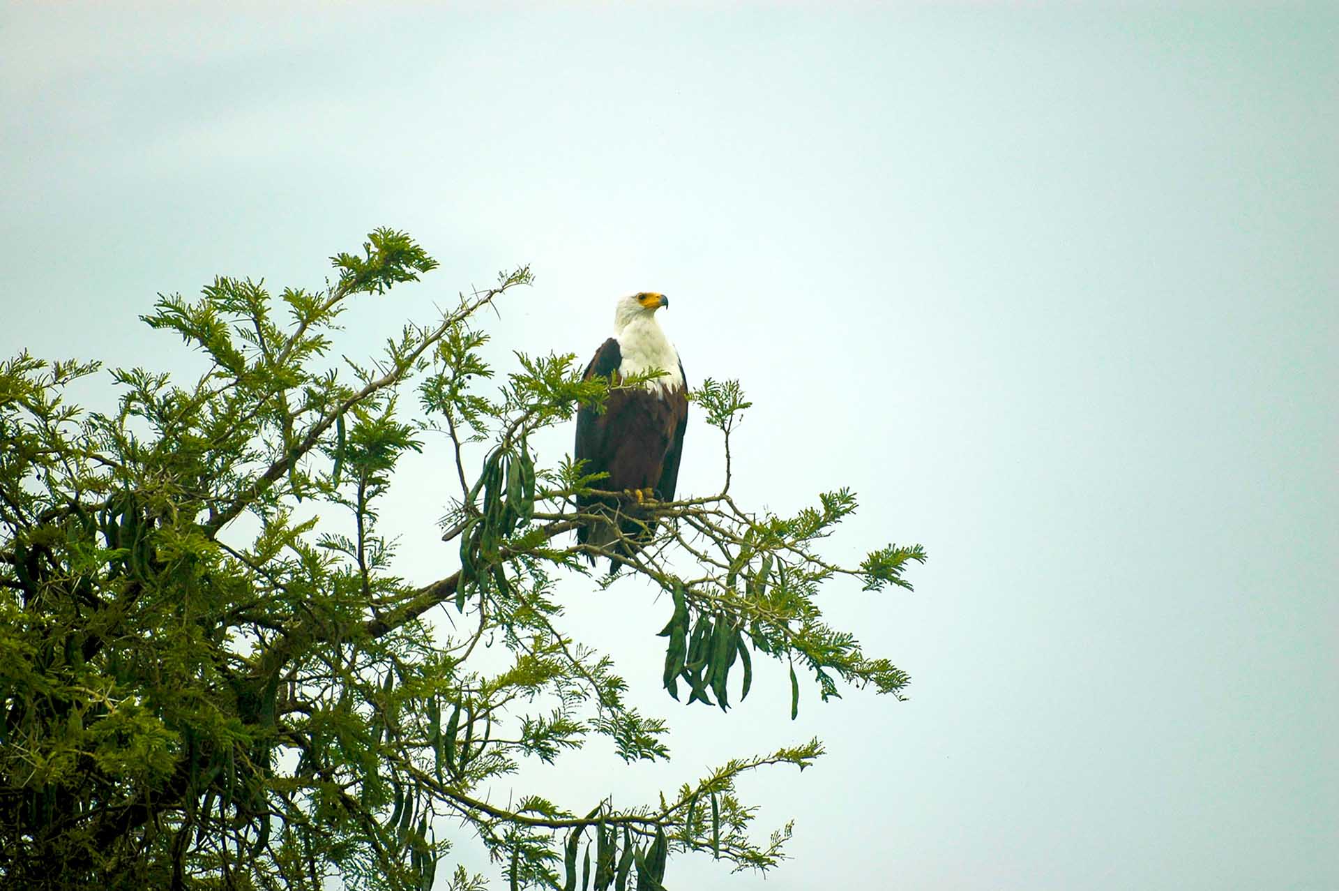 Viaje por el PN Reina Isabel